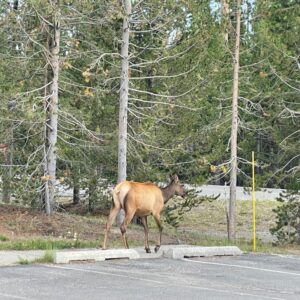 Yellowstone